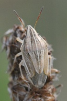 Reference :  Aelia acuminata - Bishop's Mitre Shieldbug  - KGB 1764