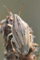 Reference :  Aelia acuminata - Bishop's Mitre Shieldbug  - KGB 1772