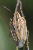 Reference :  Aelia acuminata - Bishop's Mitre Shieldbug  - KGB 1797