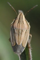 Reference :  Aelia acuminata - Bishop's Mitre Shieldbug  - KGB 1801