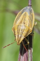 Reference :  Aelia acuminata - Bishop's Mitre Shieldbug  - P1100446