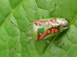 Reference :  Cyphostethus tristriatus - Juniper Shieldbug  - 100 5809