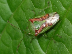 Reference :  Cyphostethus tristriatus - Juniper Shieldbug  - 100 5820