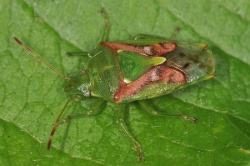 Reference :  Cyphostethus tristriatus - Juniper Shieldbug  - KGB 9532