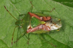 Reference :  Cyphostethus tristriatus - Juniper Shieldbug  - KGB 9539