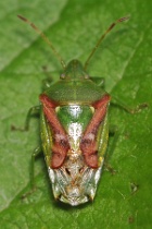 Reference :  Cyphostethus tristriatus - Juniper Shieldbug  - KGB 9561