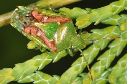 Reference :  Cyphostethus tristriatus - Juniper Shieldbug  - KGB 9589