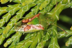 Reference :  Cyphostethus tristriatus - Juniper Shieldbug  - KGB 9599