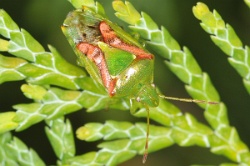 Reference :  Cyphostethus tristriatus - Juniper Shieldbug  - KGB 9604