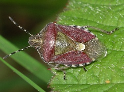 Reference :  Dolycoris baccarum - Hairy Shieldbug  - 100 1389