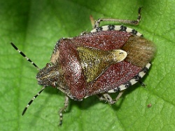 Reference :  Dolycoris baccarum - Hairy Shieldbug  - 100 4959