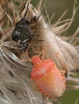 Reference :  Dolycoris baccarum - Hairy Shieldbug  - IMGP8115