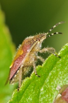 Reference :  Dolycoris baccarum - Hairy Shieldbug  - KGB 6047