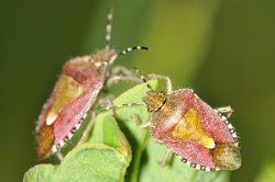 Reference :  Dolycoris baccarum - Hairy Shieldbug  - KGB 6065