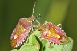 Reference :  Dolycoris baccarum - Hairy Shieldbug  - KGB 6070