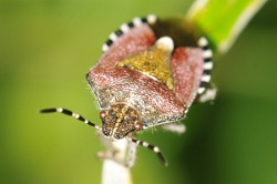 Reference :  Dolycoris baccarum - Hairy Shieldbug  - KGB 6072