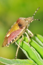 Reference :  Dolycoris baccarum - Hairy Shieldbug  - KGB 6075