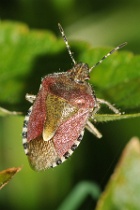 Reference :  Dolycoris baccarum - Hairy Shieldbug  - KGB 6100