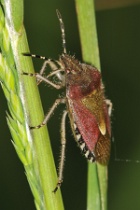 Reference :  Dolycoris baccarum - Hairy Shieldbug  - KGB 6109