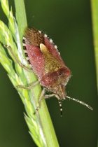 Reference :  Dolycoris baccarum - Hairy Shieldbug  - KGB 6122