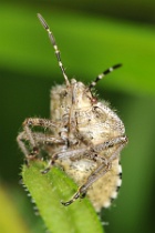 Reference :  Dolycoris baccarum - Hairy Shieldbug  - KGB 6133