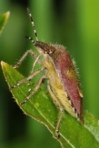 Reference :  Dolycoris baccarum - Hairy Shieldbug  - KGB 6160