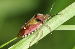 Reference :  Dolycoris baccarum - Hairy Shieldbug  - KGB 6171