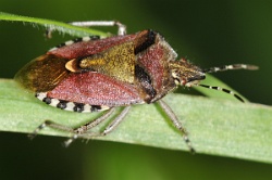 Reference :  Dolycoris baccarum - Hairy Shieldbug  - KGB 6174