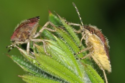 Reference :  Dolycoris baccarum - Hairy Shieldbug  - KGB 6177