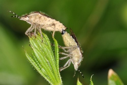 Reference :  Dolycoris baccarum - Hairy Shieldbug  - KGB 6210