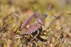 Reference :  Dolycoris baccarum - Hairy Shieldbug  - KGB 7551