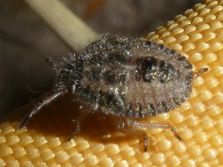 Reference :  Dolycoris baccarum - Hairy Shieldbug  - P1330963