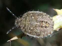 Reference :  Dolycoris baccarum - Hairy Shieldbug  - P1340204