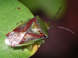 Reference :  Elasmostethus interstinctus - Birch Shieldbug  - IMGP2603