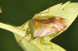 Reference :  Elasmostethus interstinctus - Birch Shieldbug  - KGB 0985