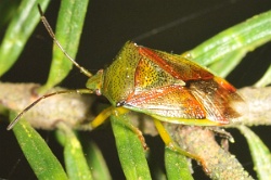 Reference :  Elasmostethus interstinctus - Birch Shieldbug  - KGB 9088