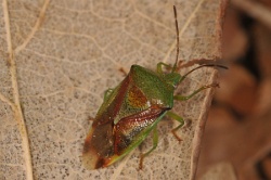 Reference :  Elasmostethus interstinctus - Birch Shieldbug  - KGB 9787