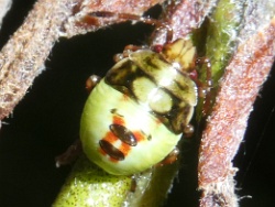 Reference :  Elasmostethus interstinctus - Birch Shieldbug  - P1340366