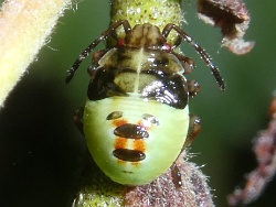 Reference :  Elasmostethus interstinctus - Birch Shieldbug  - P1340372