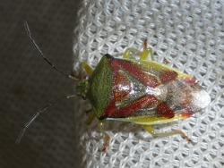 Reference :  Elasmostethus interstinctus - Birch Shieldbug  - P1340379