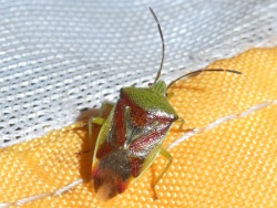 Reference :  Elasmostethus interstinctus - Birch Shieldbug  - P1340384