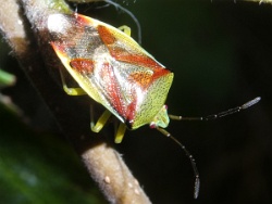 Reference :  Elasmostethus interstinctus - Birch Shieldbug  - P1340388