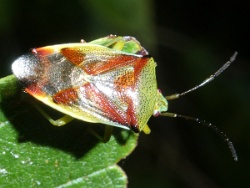 Reference :  Elasmostethus interstinctus - Birch Shieldbug  - P1340395