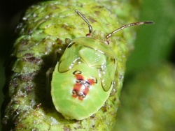 Reference :  Elasmostethus interstinctus - Birch Shieldbug  - P1340407