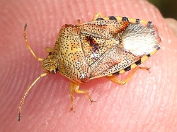 Reference :  Elasmucha grisea - Parent Bug  - IMGP2610