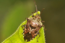 Reference :  Elasmucha grisea - Parent Bug  - KGB 1982