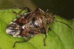 Reference :  Elasmucha grisea - Parent Bug  - KGB 1995