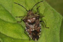 Reference :  Elasmucha grisea - Parent Bug  - KGB 2003