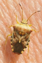 Reference :  Elasmucha grisea - Parent Bug  - KGB 8530