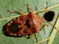 Reference :  Elasmucha grisea - Parent Bug  - P1030055